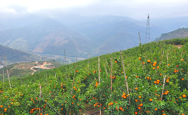 1620271329167388.png 20210426 PariMatch拼搏·(中国)官方网站打造可视化生鲜直采.png